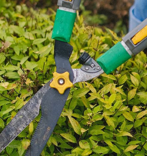 Pruning - From above of unrecognizable gardener with pruner shear standing near green plant while working in agriculture field during seasonal work