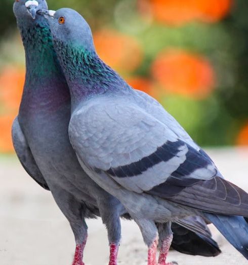 Birds - Photo of Two Pigeons