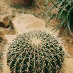 Drought-Tolerant Plants - Green Cactus Plant in Brown Clay Pot