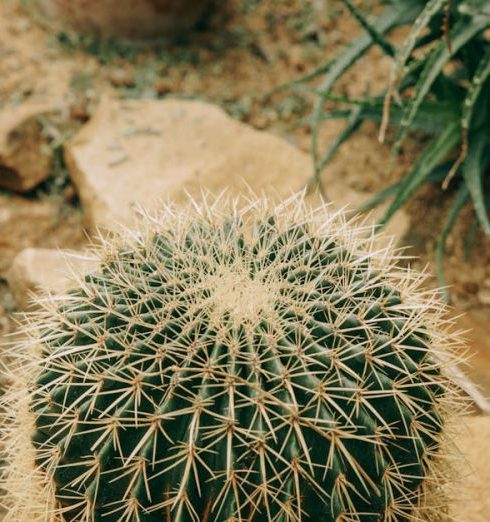 Drought-Tolerant Plants - Green Cactus Plant in Brown Clay Pot