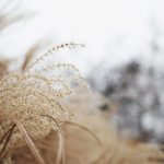 Weeds - Close-up Photography Of Brown Grass