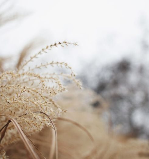 Weeds - Close-up Photography Of Brown Grass