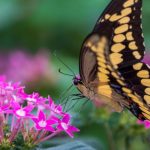 Butterfly Garden - Free stock photo of aesthetic appeal, beautiful butterfly, butterfly macro