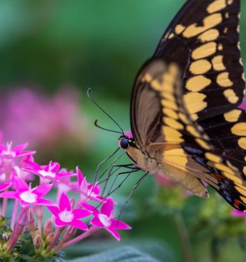 Butterfly Garden - Free stock photo of aesthetic appeal, beautiful butterfly, butterfly macro