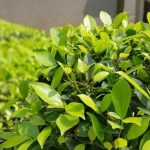 Shrubs - Green Leaf Plant