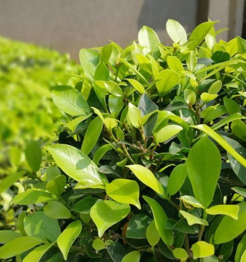 Shrubs - Green Leaf Plant