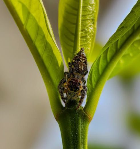 Small Garden - bug