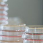 Incubator - Stacks of sterile petri dishes on a lab bench, highlighting microbiological research essentials.