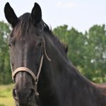 Bootstrapping - Close-up of a black horse with a harness in a lush green field, exuding calm strength.