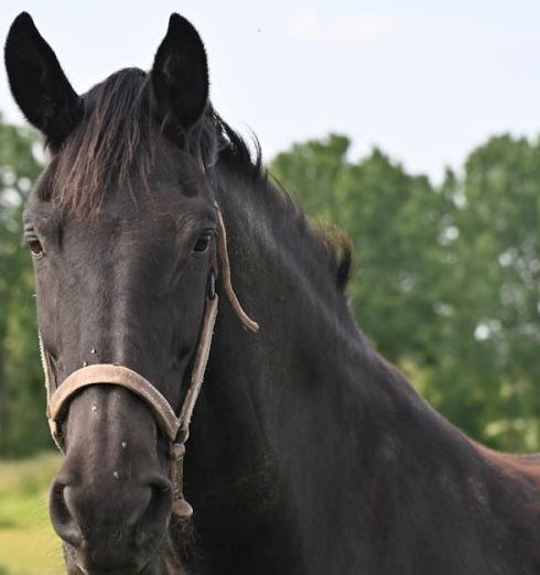 Bootstrapping - Close-up of a black horse with a harness in a lush green field, exuding calm strength.