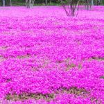 Ground Cover Plants - Field of Purple Flowers