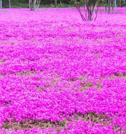 Ground Cover Plants - Field of Purple Flowers