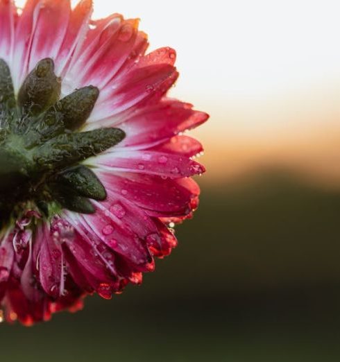 Small Spaces Garden - Closeup of small delicate flower with dewdrops against blurred landscape during dawn