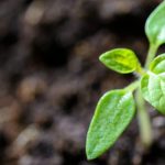 Growth - Vibrant close-up of a young tomato seedling sprouting in the soil.