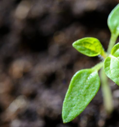 Growth - Vibrant close-up of a young tomato seedling sprouting in the soil.