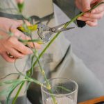 Pruning - Person Holding White Flower in Clear Glass Vase