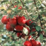 Fruit Garden - Red Apples