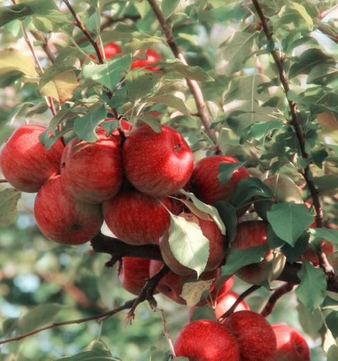 Fruit Garden - Red Apples