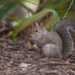 Mulch - Grey squirrel foraging in a lush garden setting surrounded by greenery.