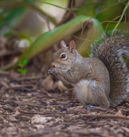 Mulch - Grey squirrel foraging in a lush garden setting surrounded by greenery.