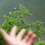 Organic Reach - Hand Reaching towards Lake