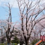 Child-Friendly Garden - Photography of Playground