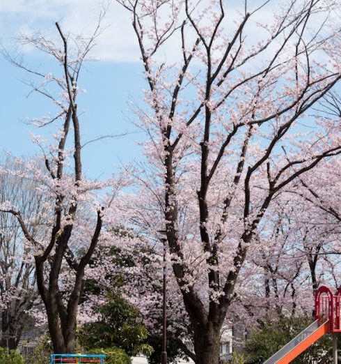 Child-Friendly Garden - Photography of Playground