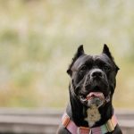 Traits - Majestic Black Cane Corso Dog Outdoors