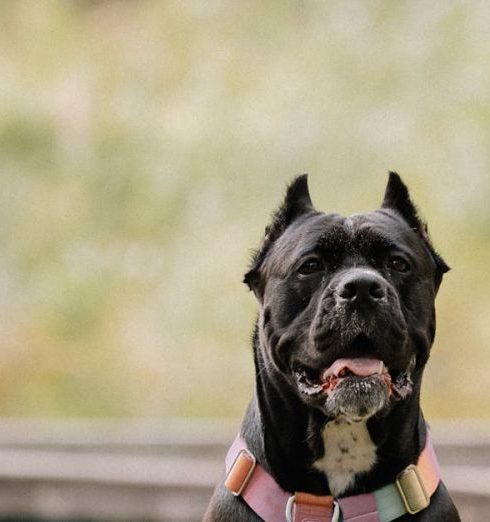 Traits - Majestic Black Cane Corso Dog Outdoors