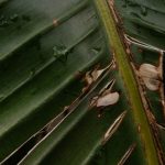 Rainwater System - Close-Up Shot of a Palm Leaf