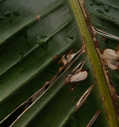 Rainwater System - Close-Up Shot of a Palm Leaf