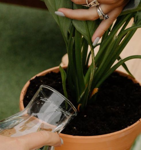 Fertilizing - A Person Watering a Newly Potted Plant