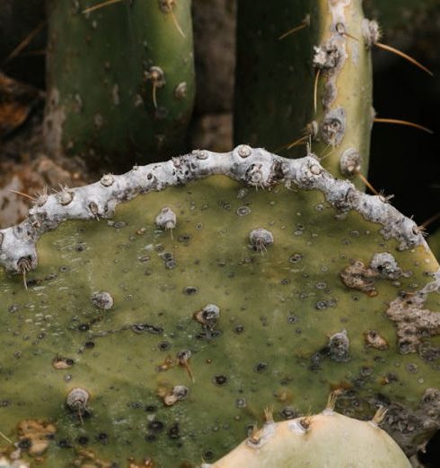 Drought-Tolerant Garden - Close-up of Prickly Pear Cactus in Natural Habitat