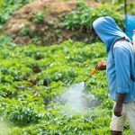 Organic Pesticides - Man Spraying Plants in a Vegetable Garden Using a Sprayer