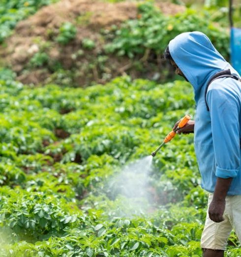 Organic Pesticides - Man Spraying Plants in a Vegetable Garden Using a Sprayer