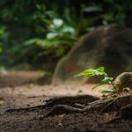 Resilience - Plant with Leaves on Ground in Forest