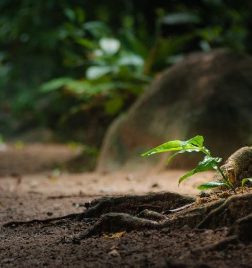 Resilience - Plant with Leaves on Ground in Forest