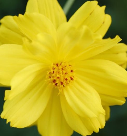 Organic Growth - Close-up of a vibrant yellow cosmos flower in full bloom, showcasing delicate petals and natural beauty.