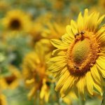 Plants For Bees - Selective Focus Photography of Yellow Sunflower