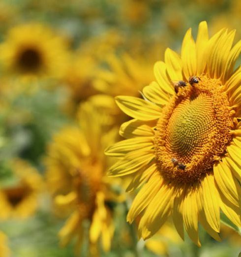 Plants For Bees - Selective Focus Photography of Yellow Sunflower