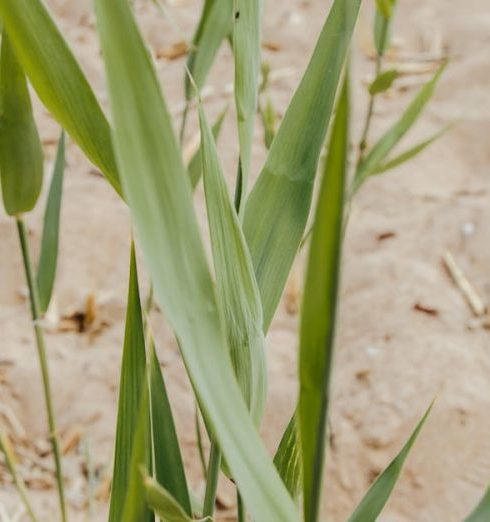 Sustainable Growth - Close-Up Shot of Green Grass on Brown Sand