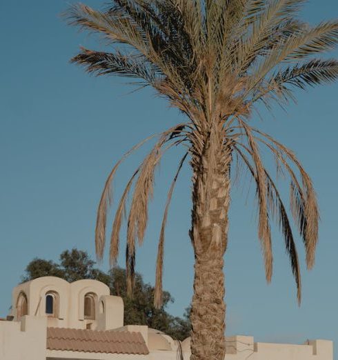 Privacy Shrubs - Tall Palm Tree outside a Building