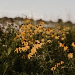 Native Plants - Flowers In Shallow Photography