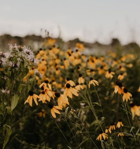 Native Plants - Flowers In Shallow Photography