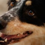 Loyalty Program - Close-up of a cheerful Border Collie dog looking upwards in an outdoor setting.