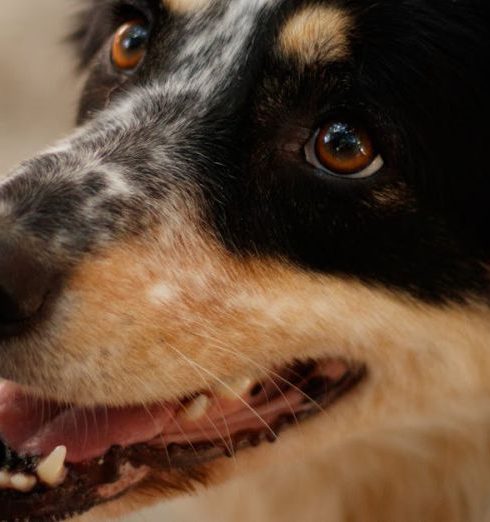 Loyalty Program - Close-up of a cheerful Border Collie dog looking upwards in an outdoor setting.