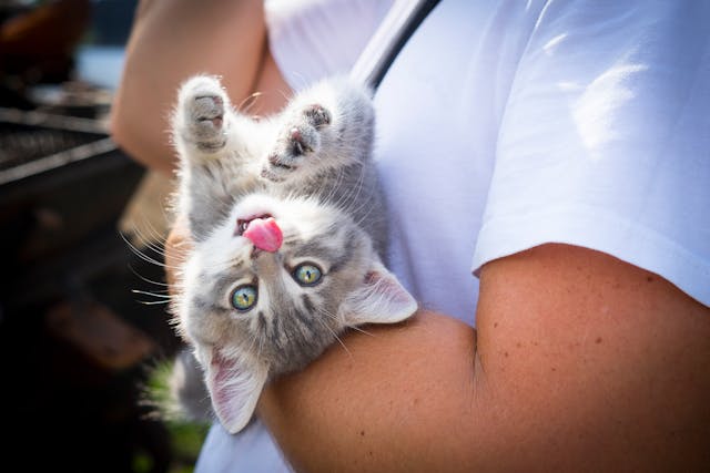 a-person-in-white-shirt-carrying-gray-tabby-cat