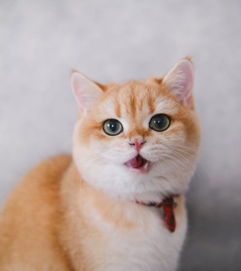 photo-of-a-cat-with-an-open-mouth