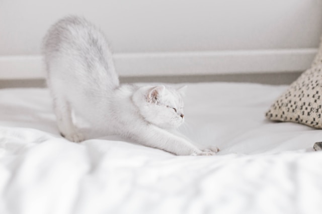 white-cat-lying-on-white-textile